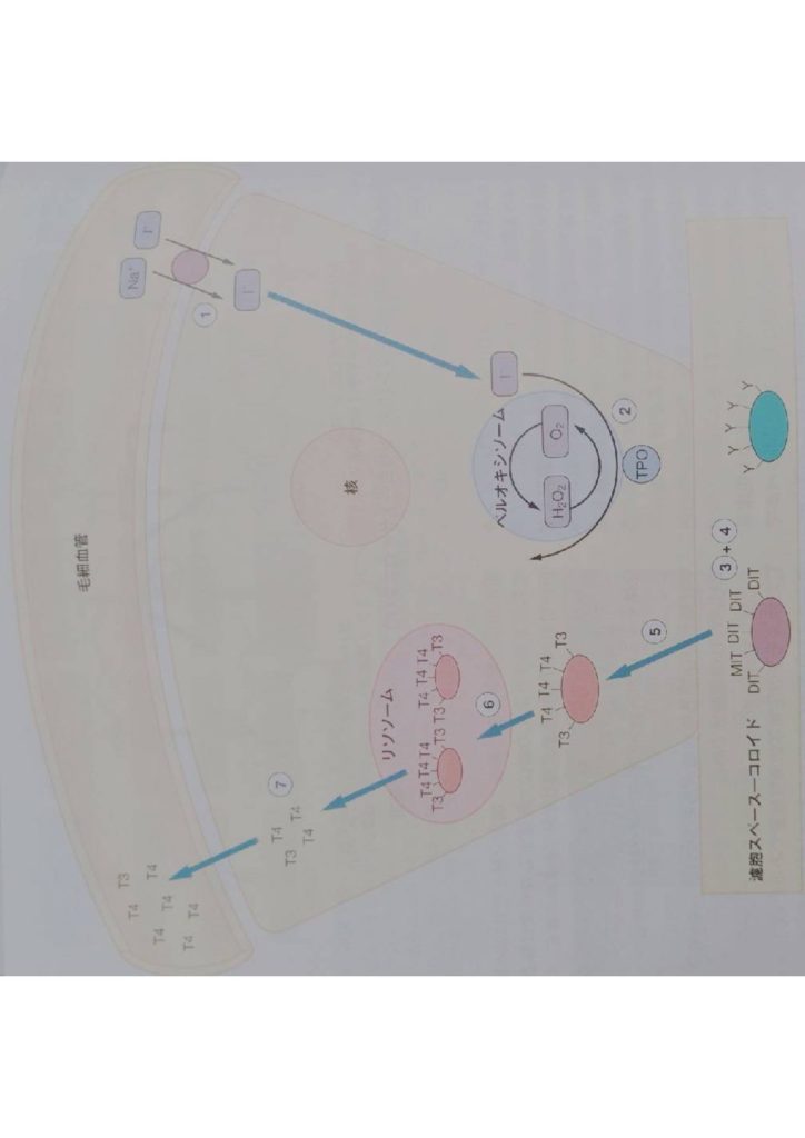 甲状腺ホルモンの合成 調節 作用について チロキシン 薬の意思 Com 医療機関で働いてる人のblog